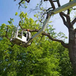 McGinty Tree Services and Landscaping